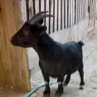 قزميه مضرع مكسه