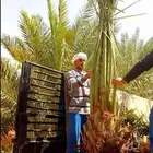 نخل مثمر صقعي اخلاص خضري سكري برحي نخل زينه