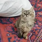 قطة صغيرة كتن انثى تايقر شهرين