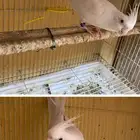 اعرض لكم ذكر كروان