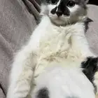 قط ذكر للتبني