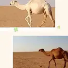 ابل ضرايب للبيع