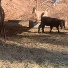 حفره عارضيه سمين