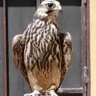 مطلوب وكري