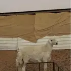 خروف حري جذع مشروط