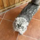 قط ذكر شيرازي العمر سنه