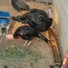 طقم رومي منتج