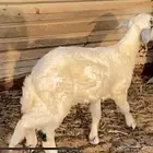 خروف للبيع ( تم البيع )