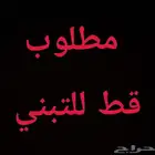 مطلوب قط للتبني .. قط تبني