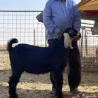 ذبائح طيبه على الشرط