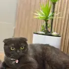 قطط للبيع