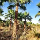 يوجد جميع نواع النخيل عربي واشنطونياء جميع المقاسات