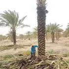 نخل للبيع واشنطني وعربي