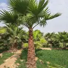 نخل متوفر لدينا وبسعر مناسب
