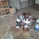 حمام سوري وباكستاني وفرنسي