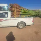 نخل للبيع جميع الأحجام متوفرة