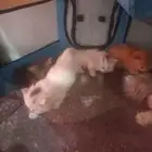 قطط صغيره متألقه