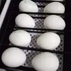 دجاج بيض