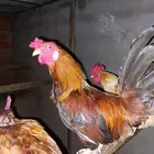 ديوك بصحة جيدة للبيع