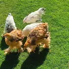 للبيع دجاج براهما