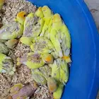 فروخ روز