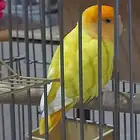 روز أوبلاين أورانج
