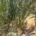 يوجد جميع انواع انخيل.