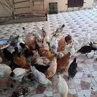 دجاج بلدي بياض فوق45