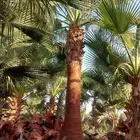 نخل واشنطنيا