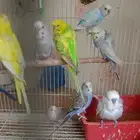 طيور حب إنكليزي وهوقو واسترالي