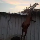 تيس أدهم اصمع