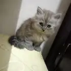 قطة شيرازي