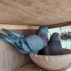 حمام قطايف طيران مستويات صعبه
