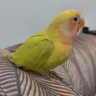 متاح فرخ روز أليف