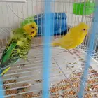 طيور حب هوقو وا روز البينو