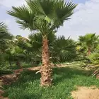 نخل واشنطن امريكي درجة اولى ابو مروحه