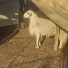طلي حري فحل مشروط