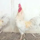 ديكين لوهمان مخرج 25