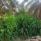 علف ونيكام للحيوانات