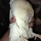 بيض سمان تكساس