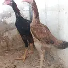 طقم شامو ياباني