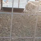 رخل حايل للبيع