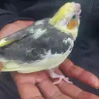 فرخ كروان غر