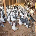عشة حمام كاملة للبيع
