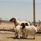 بيعت الله يبارك له نعيمه حدره توم