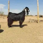 بيع الله يبارك لراعيه فحل عارضي