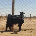 بيعن الله يبارك له معزا شبب ثنوات ورباعيات