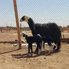 بيعت الله يبارك له نجديه متوم