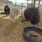 فحول للبيع