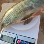 سمك  بلطي